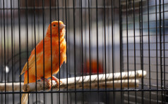 Orange canary in cage. Orange finch perched. Caged finch