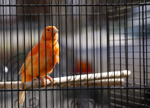 Orange canary in cage. Orange finch perched. Caged finch
