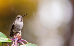 Female Anna's hummingbird